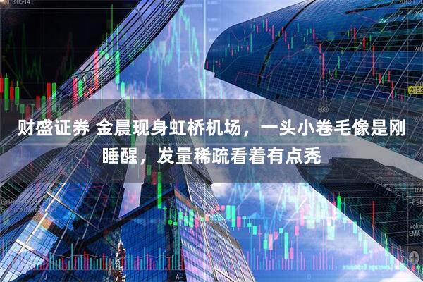 财盛证券 金晨现身虹桥机场，一头小卷毛像是刚睡醒，发量稀疏看着有点秃
